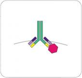 Menarini Diagnostics - Zenit Amidot Menarini Diagnostics - Zenit Amidot